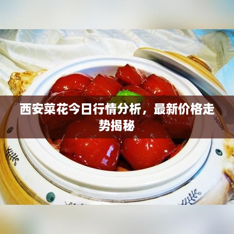 西安菜花今日行情分析，最新價格走勢揭秘