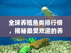全球養(yǎng)殖魚類排行榜，揭秘最受歡迎的養(yǎng)殖魚類種類！