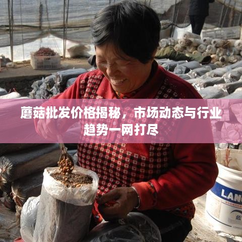 蘑菇批發(fā)價(jià)格揭秘，市場(chǎng)動(dòng)態(tài)與行業(yè)趨勢(shì)一網(wǎng)打盡
