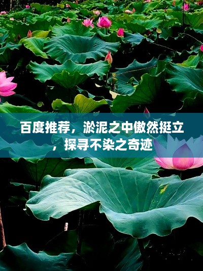 百度推薦，淤泥之中傲然挺立，探尋不染之奇跡