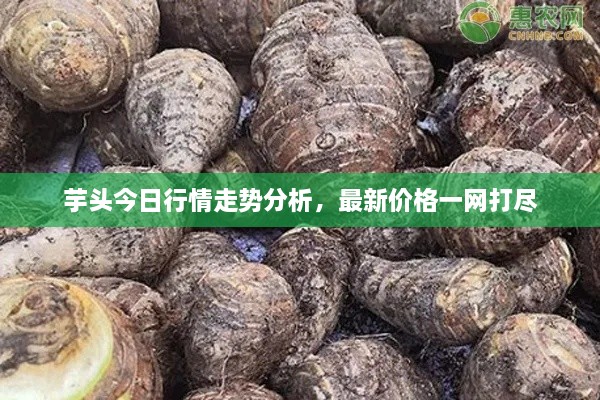 芋頭今日行情走勢分析，最新價格一網(wǎng)打盡