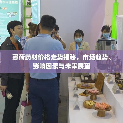 薄荷藥材價(jià)格走勢揭秘，市場趨勢、影響因素與未來展望