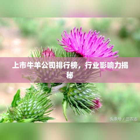 上市牛羊公司排行榜，行業(yè)影響力揭秘