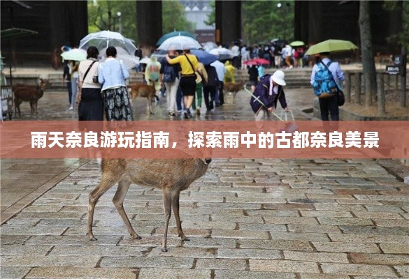 雨天奈良游玩指南，探索雨中的古都奈良美景