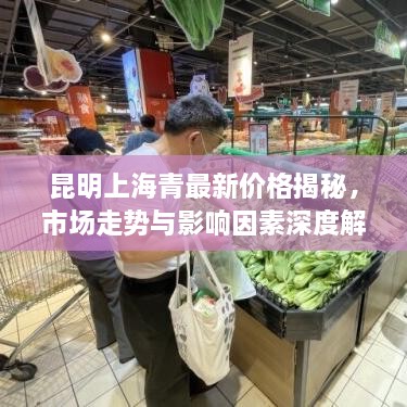 昆明上海青最新價(jià)格揭秘，市場(chǎng)走勢(shì)與影響因素深度解析