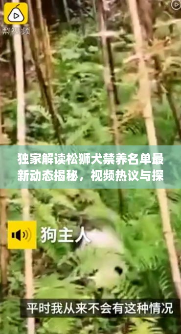 獨(dú)家解讀松獅犬禁養(yǎng)名單最新動態(tài)揭秘，視頻熱議與探討