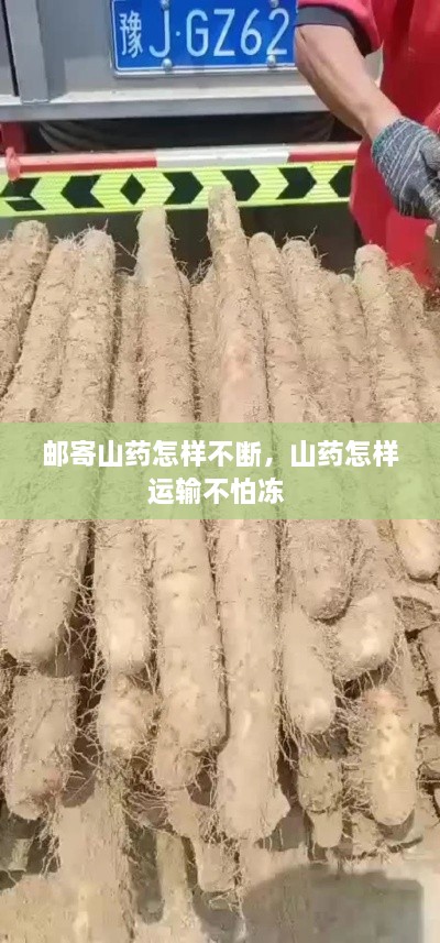 郵寄山藥怎樣不斷，山藥怎樣運輸不怕凍 