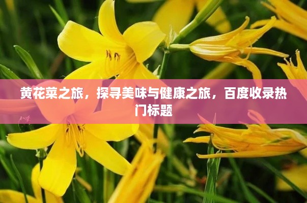 黃花菜之旅，探尋美味與健康之旅，百度收錄熱門標題