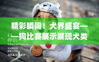 精彩瞬間！犬界盛宴——狗比賽展示展現(xiàn)犬類魅力
