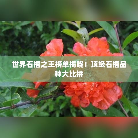 世界石榴之王榜單揭曉！頂級石榴品種大比拼